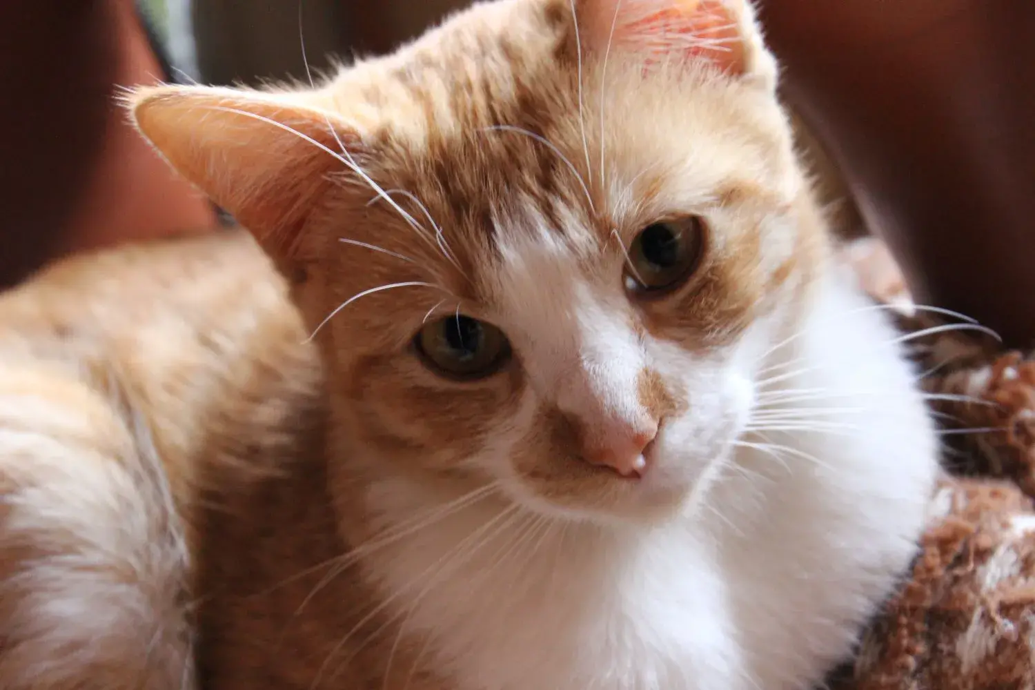 IMG_4651-1 Biografías de Mascotas